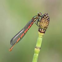 Large Red Damselfly 2 